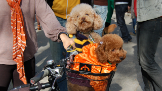 Illustration for article titled The Best Costumes From The Tompkins Square Dog Parade